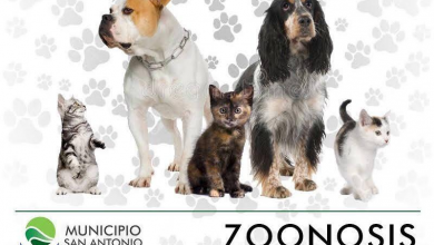 Photo of #Zoonosis | Relevamientos de perros y gatos en barrios sanantonienses