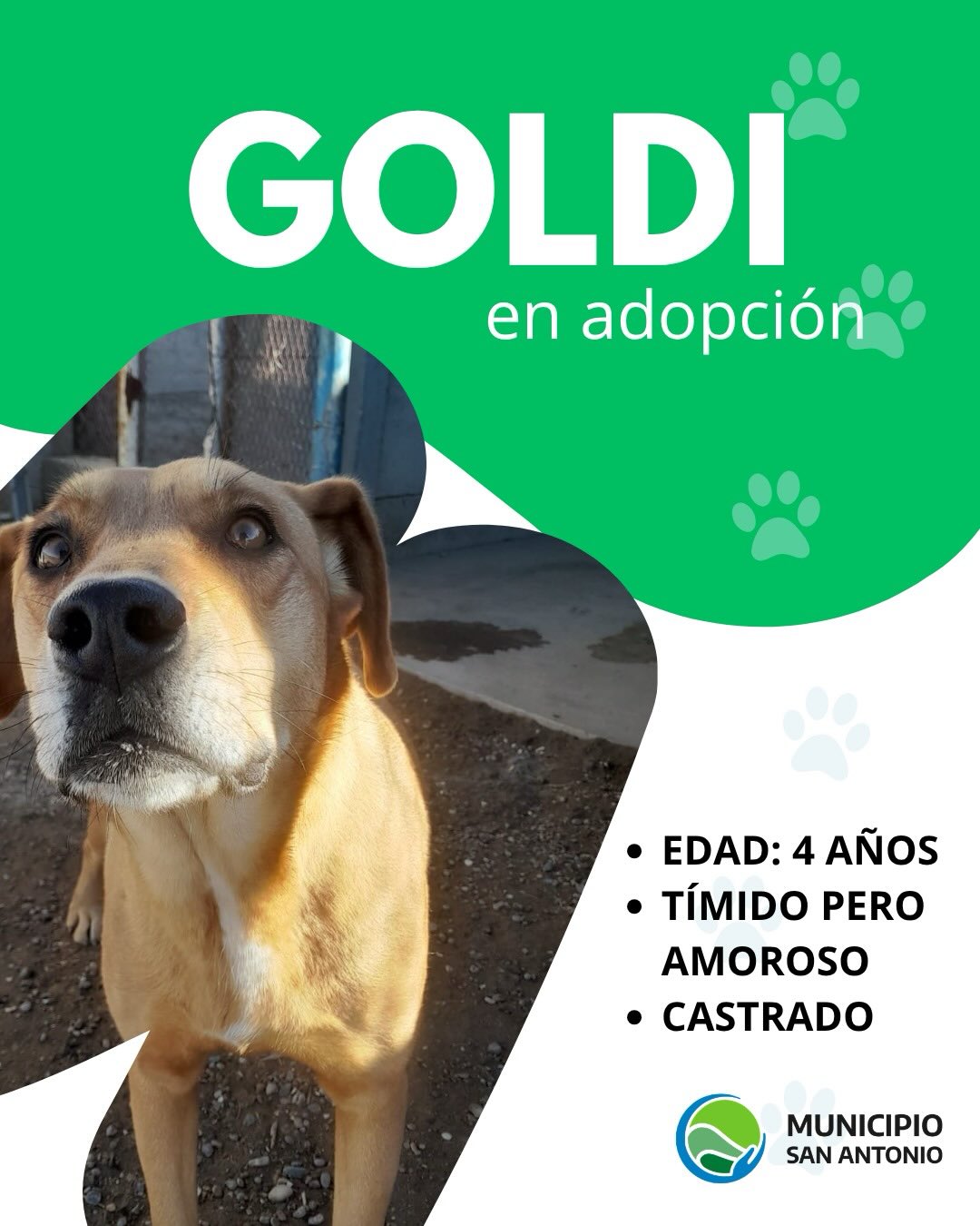 Goldi