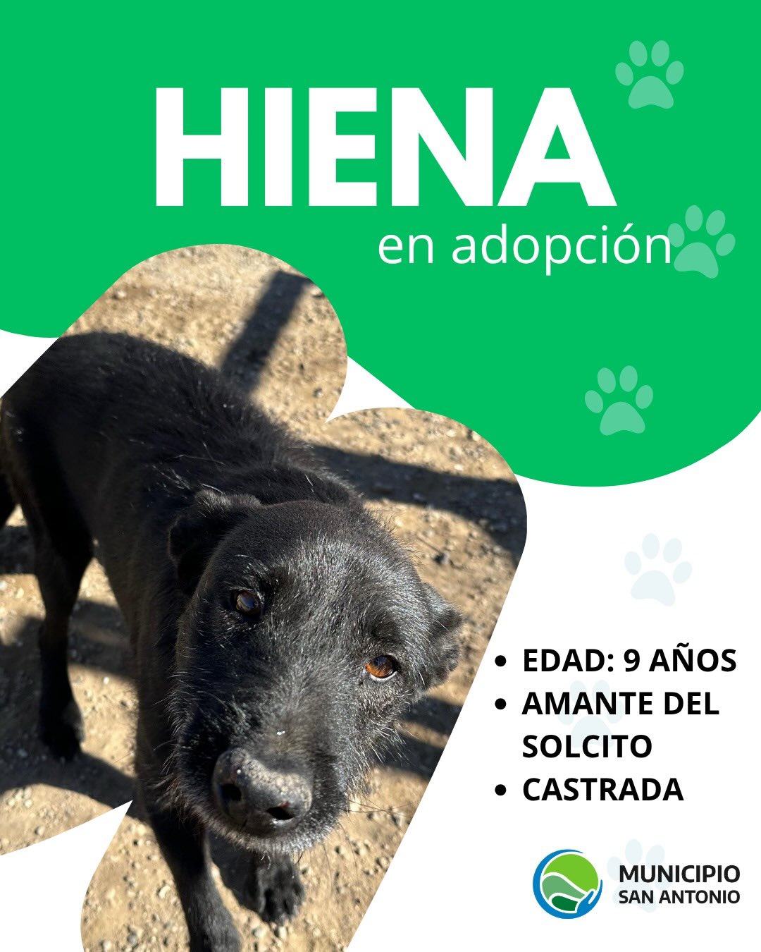 Hiena