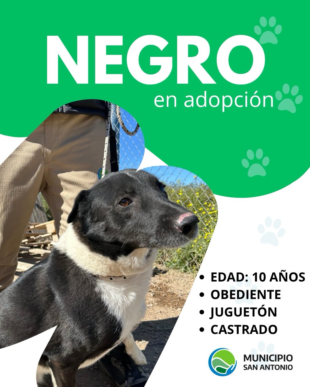 Negro