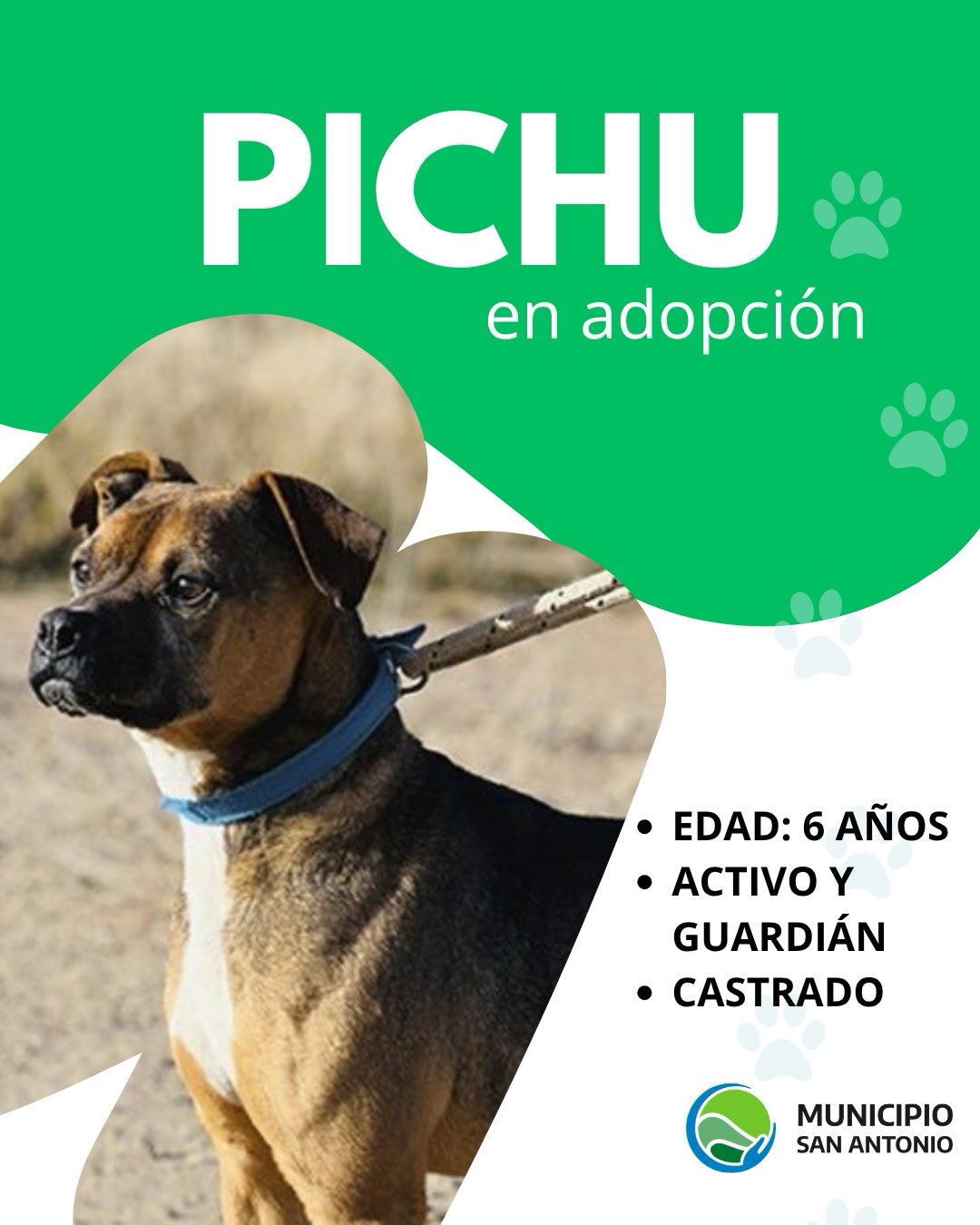 Pichu